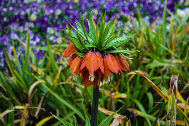 ぼんやりした背景の植物のクローズアップ