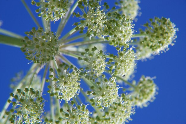 Close-up of plant against clear blue sky