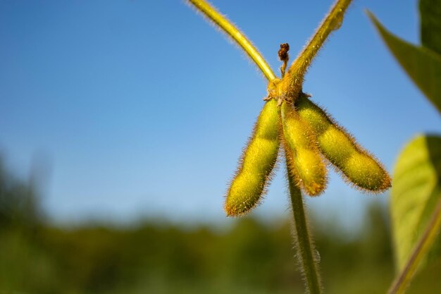 Close-up of plant against clear blue sky