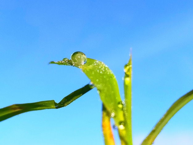 Close-up of plant against clear blue sky