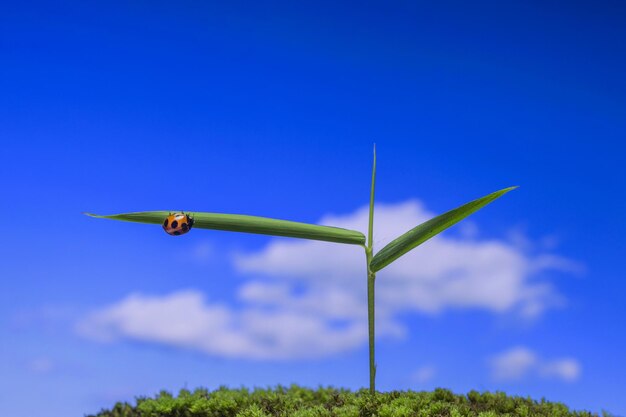 Close-up of plant against clear blue sky