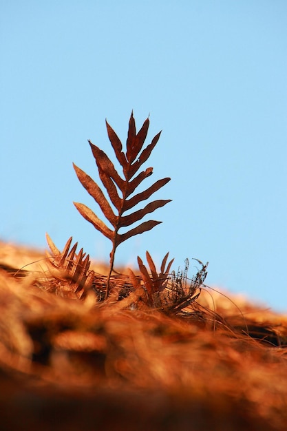 Close-up of plant against clear sky