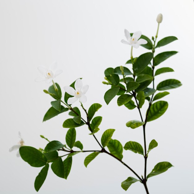 Photo close-up of plant against clear sky