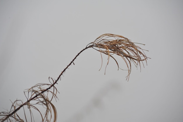 Photo close-up of plant against clear sky