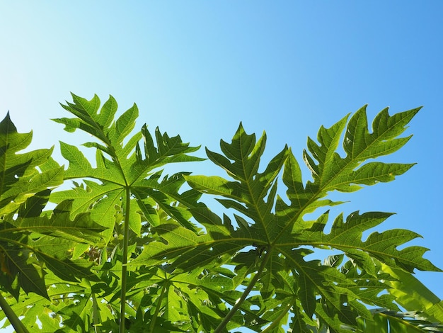 Photo close-up of plant against clear sky