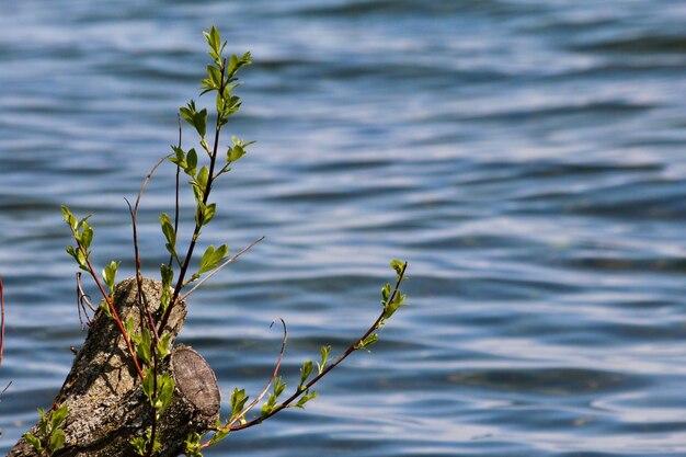 Photo close-up of plant against lake