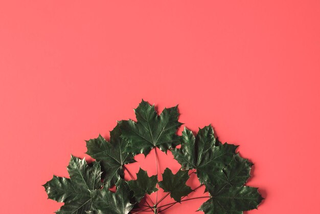 Photo close-up of plant against red background