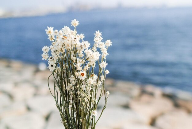 Close-up of plant against sea