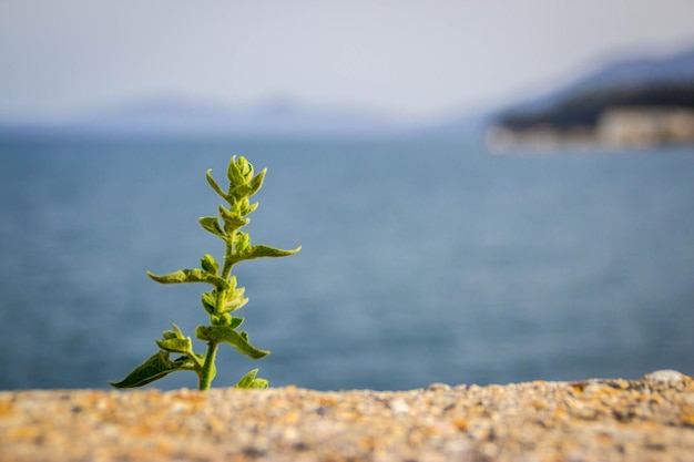 Foto prossimo piano dell'impianto contro il mare