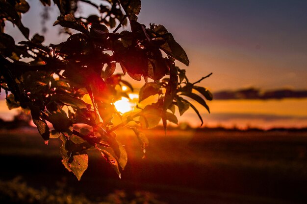 Foto prossimo piano della pianta contro il cielo durante il tramonto