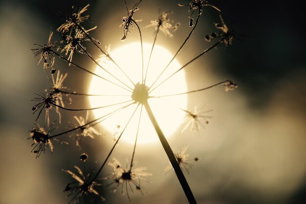 Close-up of plant against sky during sunset