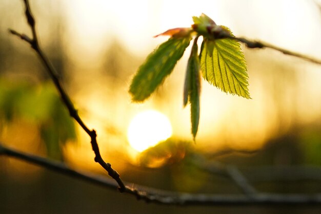 Close-up of plant against sky at sunset