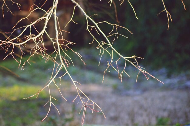 Close-up of plant against sky