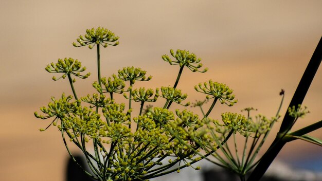 Photo close-up of plant against sky