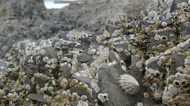 天空に照らされた植物のクローズアップ