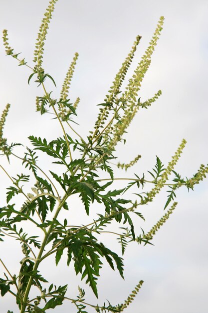 Photo close-up of plant against sky