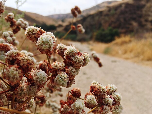 Close-up of plant against sky