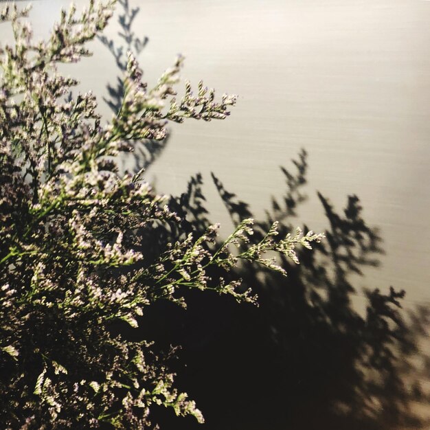 Photo close-up of plant against sky