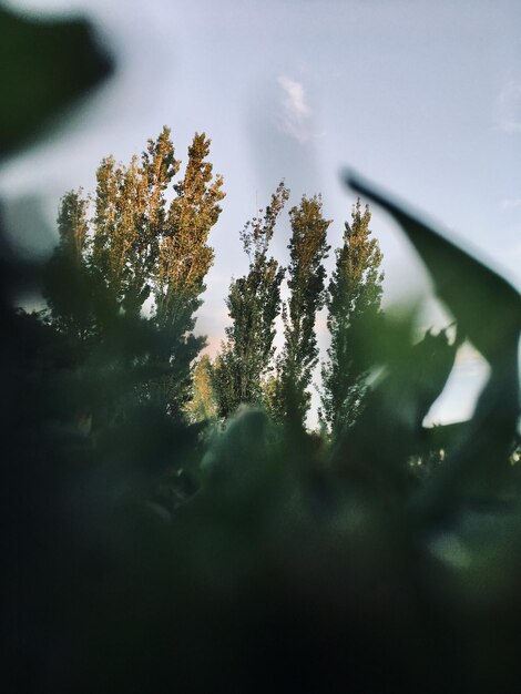 Close-up of plant against sky