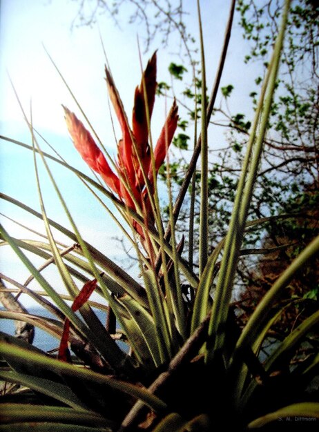 Close-up of plant against sky