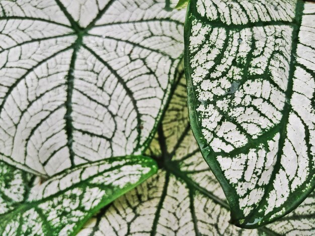 Close-up of plant against tree