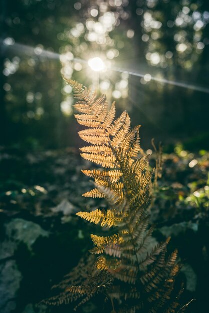 Close-up of plant against trees