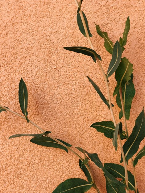 Close-up of plant against wall