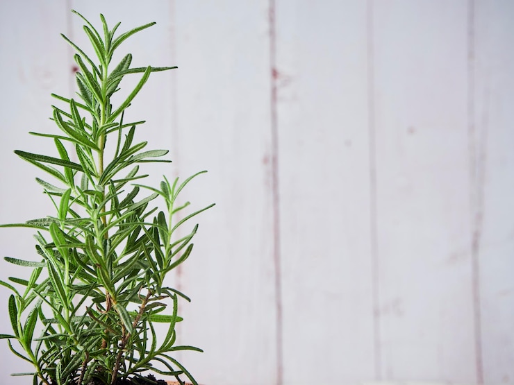 Photo 壁に対する植物のクローズアップ