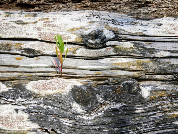 Photo close-up of plant against water