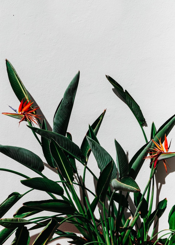 Photo 白い背景の植物のクローズアップ