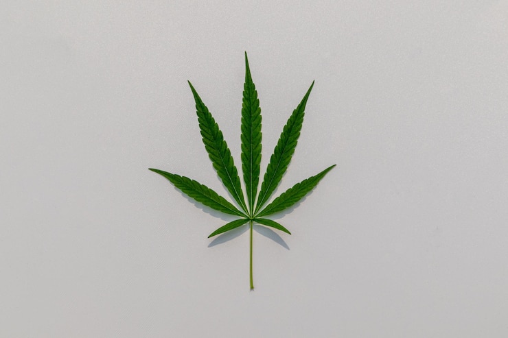 Photo close-up of plant against white background