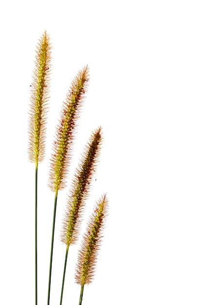 Photo close-up of plant against white background