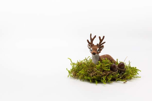 Photo close-up of plant against white background