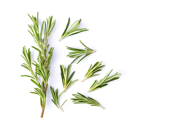 close-up of plant against white background