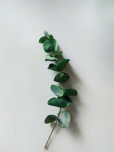 Photo close-up of plant against white background