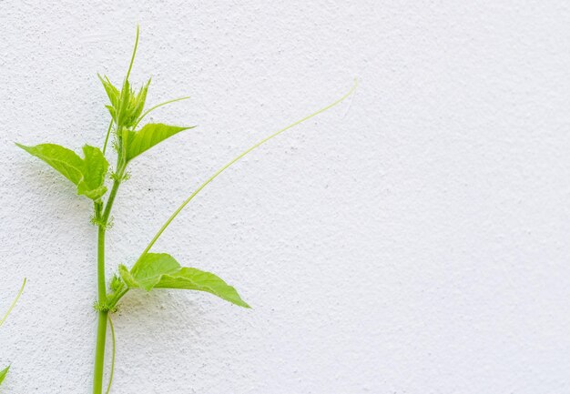 Photo close-up of plant against white background