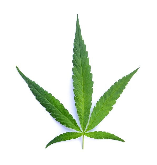Close-up of plant against white background