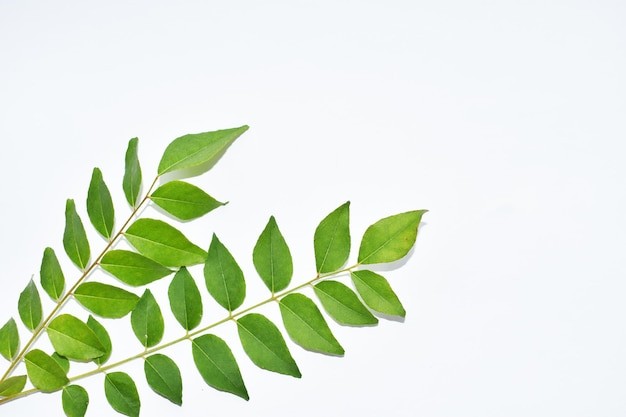 白い背景の植物のクローズアップ
