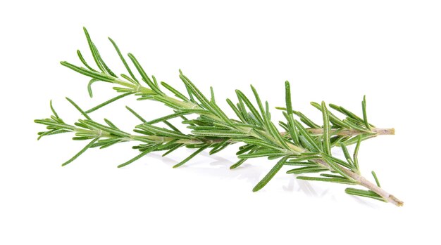 close-up of plant against white background