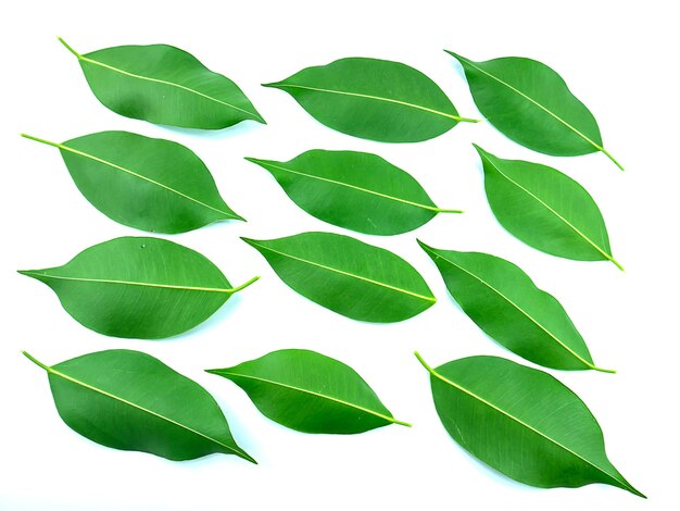 Photo close-up of plant against white background