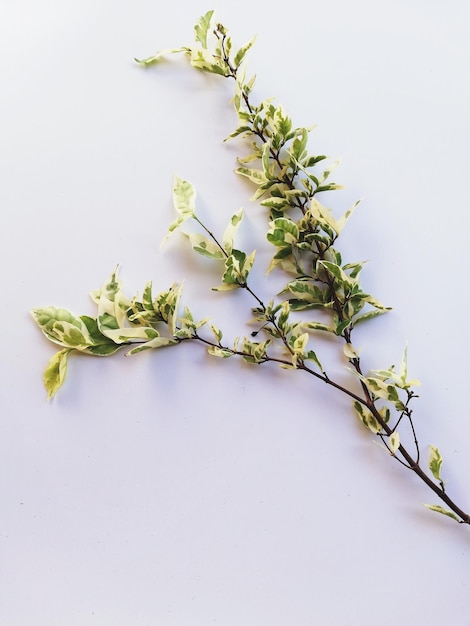 Photo close-up of plant against white background