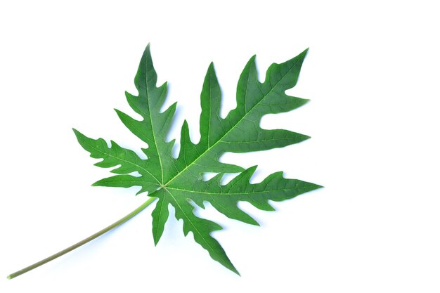 Close-up of plant against white background