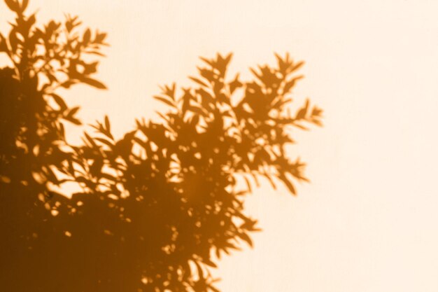 Photo close-up of plant against white background