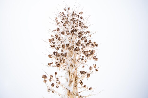 Photo close-up of plant against white background