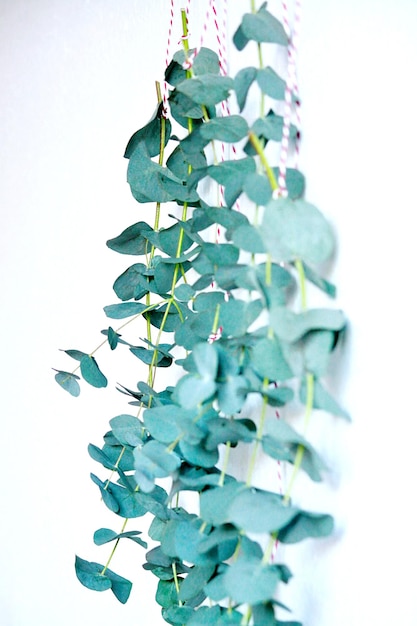 Close-up of plant against white background