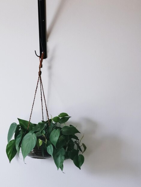 Photo close-up of plant against white background