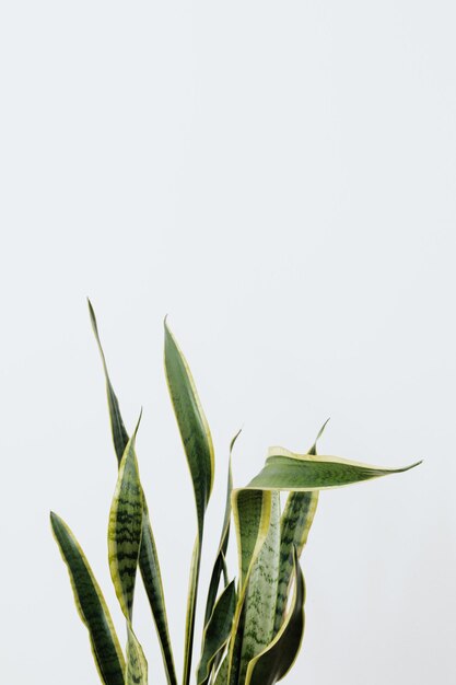 Photo close-up of plant against white background