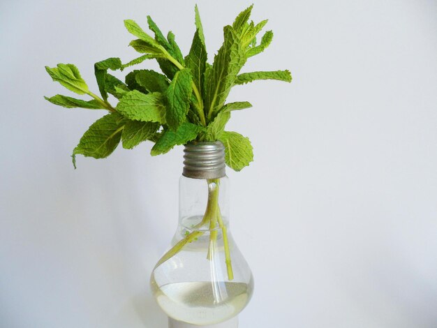 Photo close-up of plant against white background