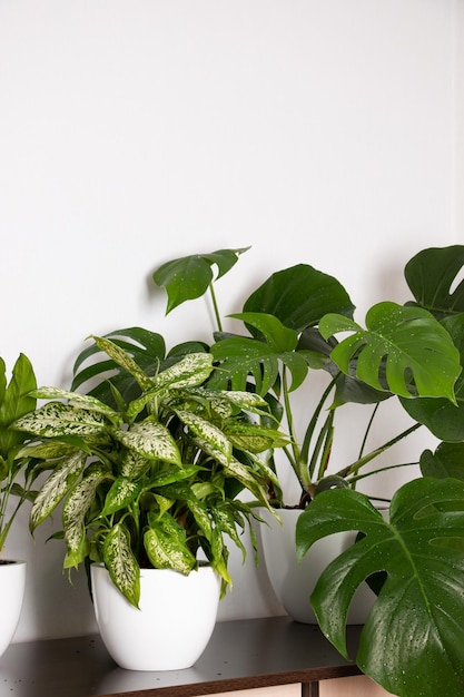 Close-up of plant against white background