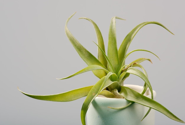 Photo close-up of plant against white background